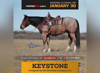 Quarter horse américain, Hongre, 10 Ans, 163 cm, Roan-Bay, in Addison, TX,