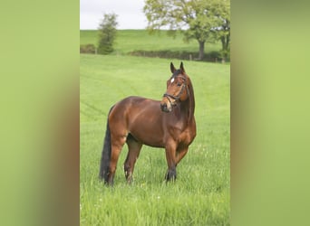 Levi