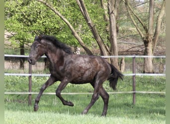 PRE, Stallion, 1 year, 16.1 hh, Black, in Steyerberg,