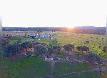 Preciosa Finca Para Caballos Totalmente Equipada