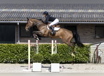 Ucraino / Ucraino da Sella, Giumenta, 9 Anni, 171 cm, , in Waddinxveen