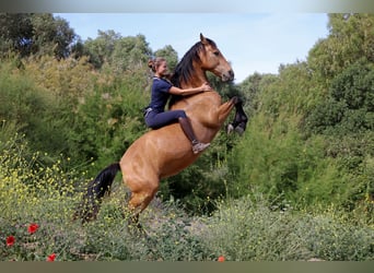 PRE Mix, Giumenta, 12 Anni, 151 cm, Falbo, in San Ambrosio,