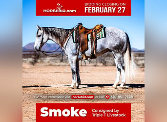 American Quarter Horse, Wallach, 10 Jahre, Schimmel, in Aguila, AZ,