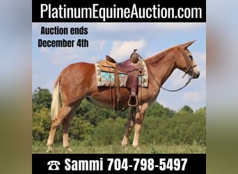 Mule, Mare, 11 years, 15 hh, Sorrel, in Brooksville Ky,