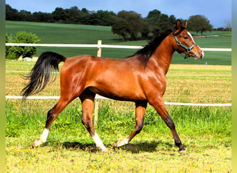 Vollblutaraber, Wallach, 2 Jahre, 156 cm, Brauner, in Kehl