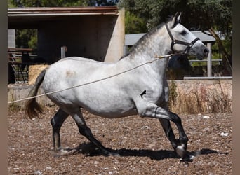 Andalusian, Mare, 6 years, 16 hh, Gray, in Mallorca,