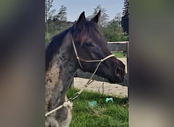 Quarter horse américain, Étalon, 1 Année, 158 cm, Rouan Bleu, in Halfing,