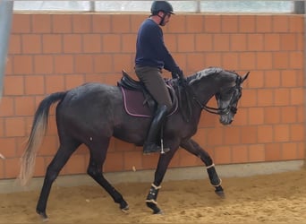 Irish Sport Horse, Wallach, 5 Jahre, 168 cm, Rappschimmel, in Lage,