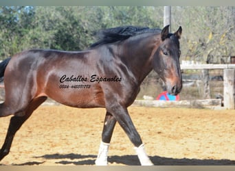 PRE, Hengst, 5 Jahre, 169 cm, Brauner, in Vejer de la Frontera