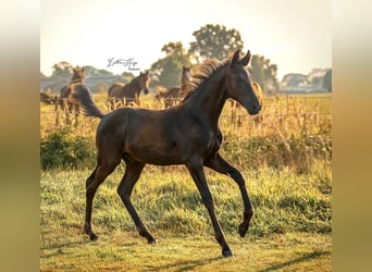 Stallion 