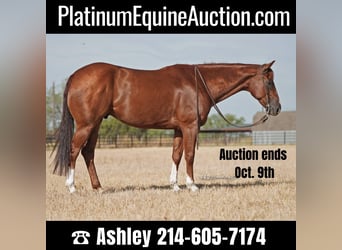 American Quarter Horse, Wallach, 10 Jahre, 157 cm, Rotfuchs, in Weatherford, TX,