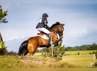 Cheval de sport irlandais, Jument, 9 Ans, 167 cm, in Salzhausen,