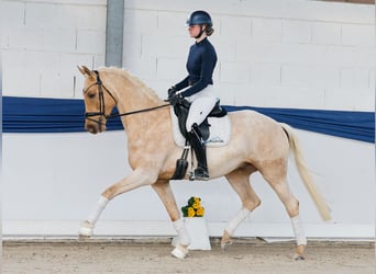 Pony tedesco, Castrone, 5 Anni, 158 cm, Palomino, in Marsberg