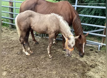 American Quarter Horse, Stute, 7 Jahre, 155 cm, Dunkelfuchs, in Apfeldorf,