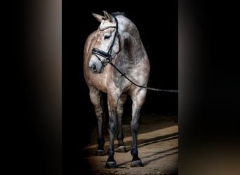 Unicorn de la rosteehoeve