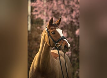 Mare 13 years