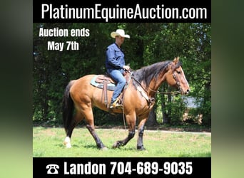 American Quarter Horse, Gelding, 7 years, 16.3 hh, Dun, in Charlotte NC,