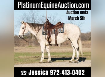 American Quarter Horse, Gelding, 13 years, 14.3 hh, Gray, in Ravenna TX,