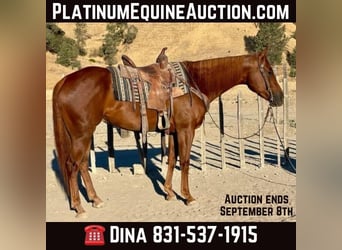 American Quarter Horse, Wałach, 5 lat, 152 cm, Ciemnokasztanowata, in Paicines CA,