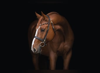 Baden Württemberger, Ruin, 5 Jaar, 165 cm, Vos, in Schlins