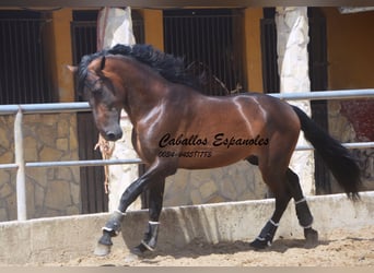 PRE, Hengst, 5 Jaar, 165 cm, Bruin, in Vejer de la Frontera