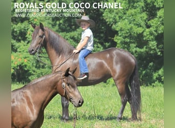 Fox trotter de Missouri, Caballo castrado, 5 años, 142 cm, Negro, in Whitley City, KY,