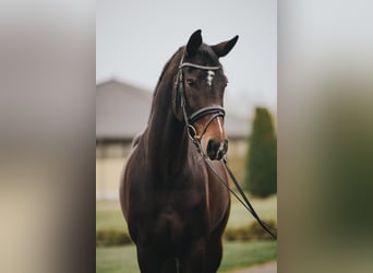 Oldenburg, Mare, 5 years, 16.3 hh, Bay-Dark, in Kerpen,