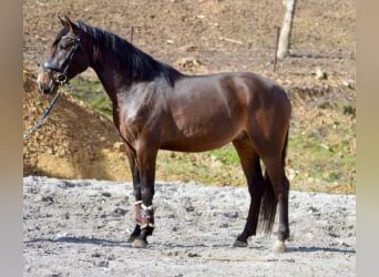 Spanisches Sportpferd Mix, Wallach, 5 Jahre, 165 cm, Rotbrauner, in Gijon,