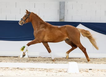 German Riding Pony, Gelding, 3 years, 14.3 hh, Chestnut-Red, in Marsberg,