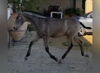 PRE, Stallion, 2 years, 16 hh, Dun, in Fuentes de Andalucia,