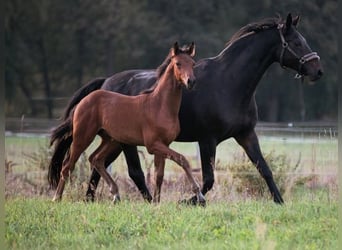 Hanoverian, Stallion, Foal (05/2024), Brown, in Priestewitz,