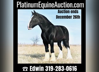 Draft Horse, Gelding, 9 years, 17 hh, Black, in Fairbanks IA,