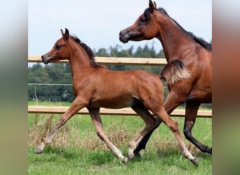 Arabian horses, Stallion, 1 year, 15.2 hh, Brown, in Essenbach,