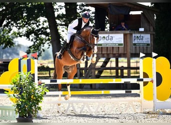 Polski koń sportowy, Klacz, 1 Rok, 175 cm, Gniada, in Chełmno