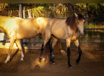 PRE Mestizo, Semental, 4 años, 155 cm, Buckskin/Bayo, in Valencia