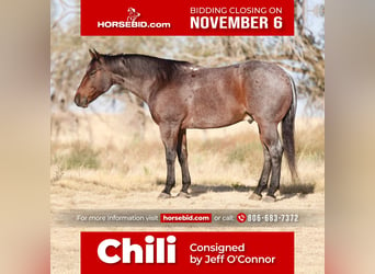Quarter horse américain, Hongre, 7 Ans, 150 cm, Roan-Bay, in Canyon, TX,