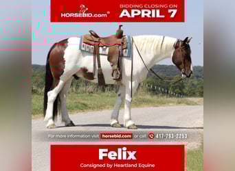 Tinker Mestizo, Caballo castrado, 7 años, 152 cm, in Mount Vernon, MO