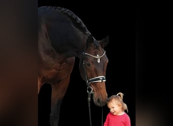 Westfale, Stute, 9 Jahre, 168 cm, Brauner, in B&#xE9;k&#xE9;sszentandr&#xE1;s,