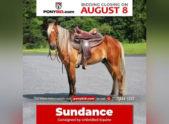Weitere Ponys/Kleinpferde, Wallach, 4 Jahre, 130 cm, Rotfuchs, in Millerstown, PA,