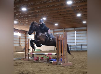 Fries paard, Ruin, 5 Jaar, 173 cm, Zwart, in Howell