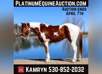 American Quarter Horse, Wallach, 5 Jahre, 140 cm, Dunkelfuchs, in PLeasant Grove CA,