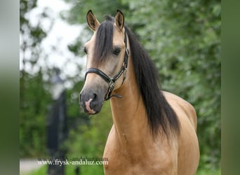 Andalusier Mix, Hengst, 5 Jahre, 163 cm, Buckskin, in Mijnsheerenland,