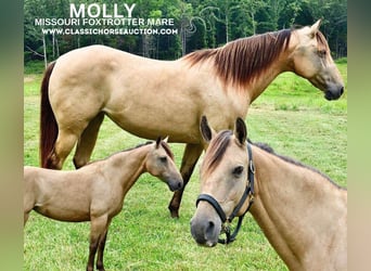 Missouri Foxtrotter, Mare, 10 years, 14 hh, Buckskin, in Park Hills, MO,