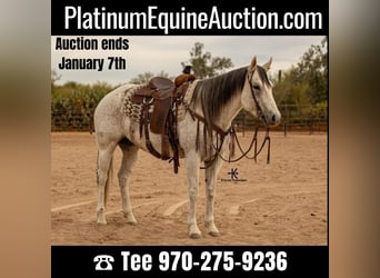 Quarter horse américain, Jument, 9 Ans, 155 cm, Gris, in Casa Grande AZ,