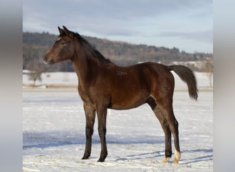 Shagya Arabian, Stallion, 1 year, Gray, in Plzen,
