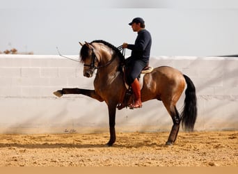 PRE, Stallion, 10 years, 15.1 hh, Dun, in Galaroza (Huelva),