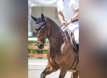 Zangersheide, Caballo castrado, 10 años, 172 cm, Castaño oscuro, in HeldrungenOberheldrungen,