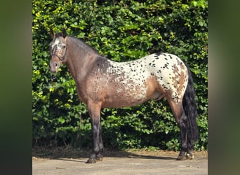 Polish Coldblood, Gelding, 2 years, 15.2 hh, Leopard-Piebald, in Weert