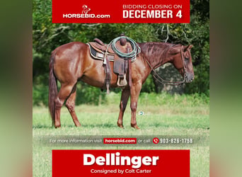 American Quarter Horse, Wallach, 5 Jahre, 152 cm, Rotfuchs, in De Kalb, TX,