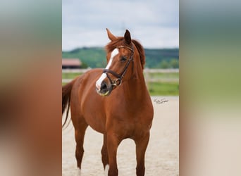 Hanoverian, Mare, 8 years, 16.2 hh, Chestnut-Red, in Ettringen,